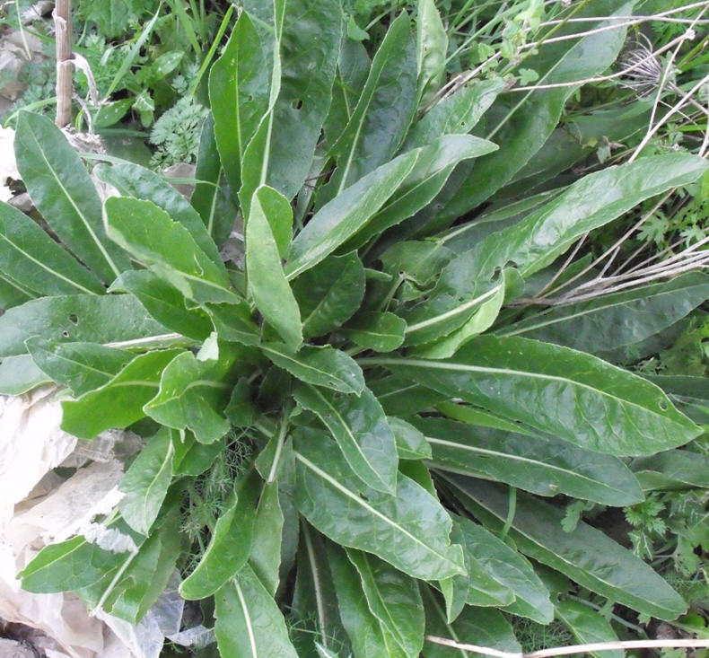 Beta o Calendula?